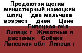 Продаются щенки “ миниатюрный немецкий шпиц“ , два мальчика возраст 40 дней. › Цена ­ 12 000 - Липецкая обл., Липецк г. Животные и растения » Собаки   . Липецкая обл.,Липецк г.